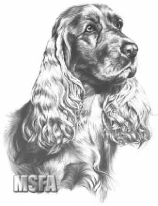 20070614183451-b11-cocker-spaniel.jpg